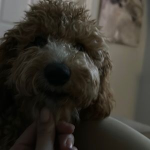 Meet your Posher, Nikki